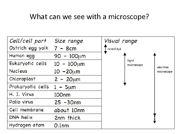 What can we see with a microscope? 