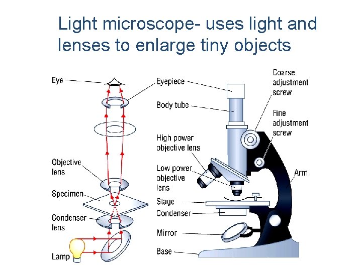 Light microscope- uses light and lenses to enlarge tiny objects 