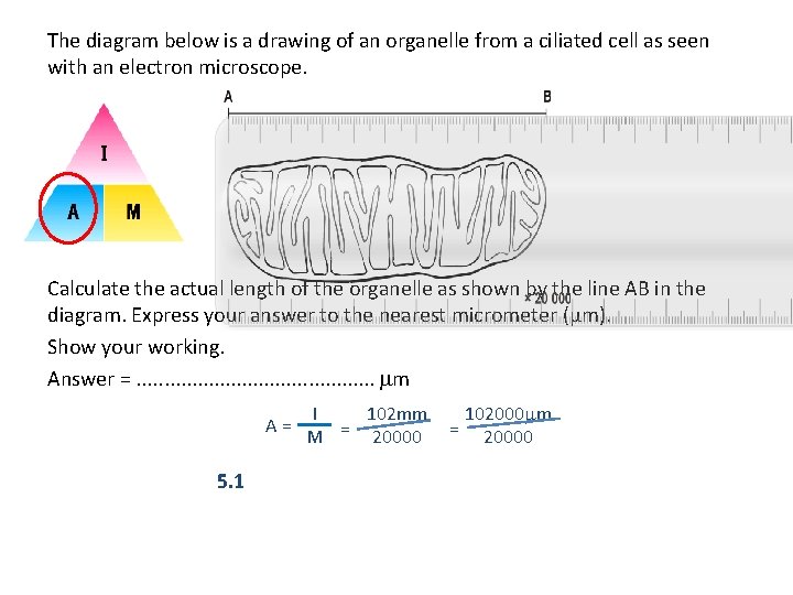 The diagram below is a drawing of an organelle from a ciliated cell as