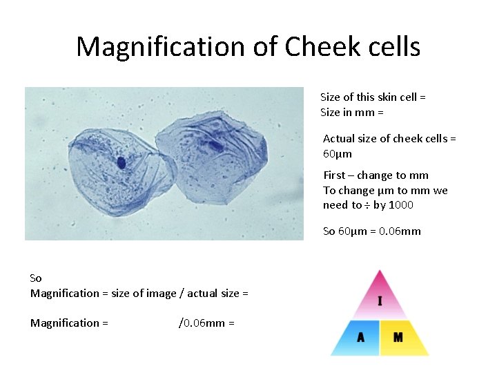 Magnification of Cheek cells Size of this skin cell = Size in mm =