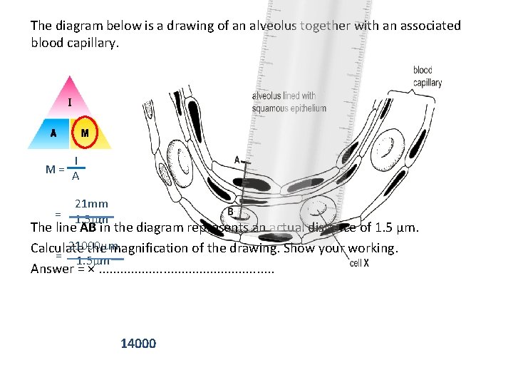 The diagram below is a drawing of an alveolus together with an associated blood