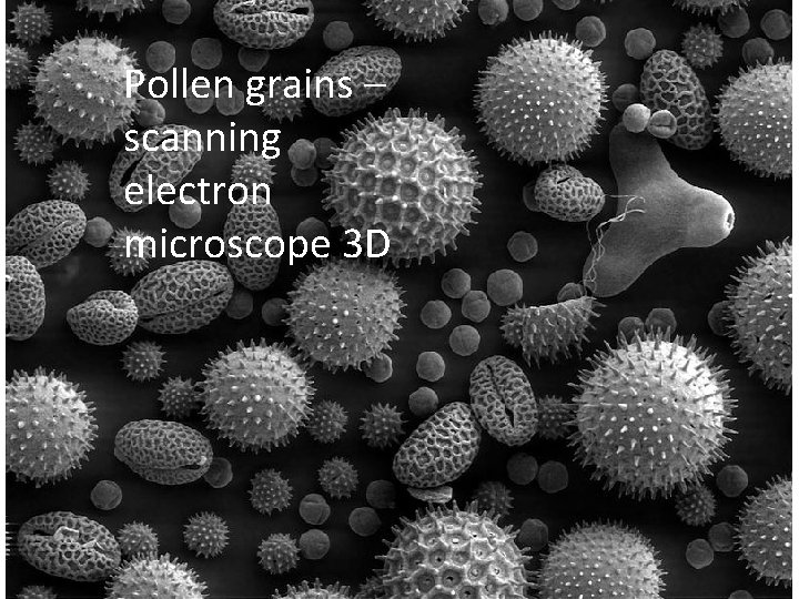 Pollen grains – scanning electron microscope 3 D 