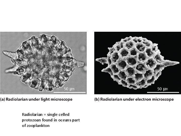 Radiolarian = single celled protozoan found in oceans part of zooplankton 