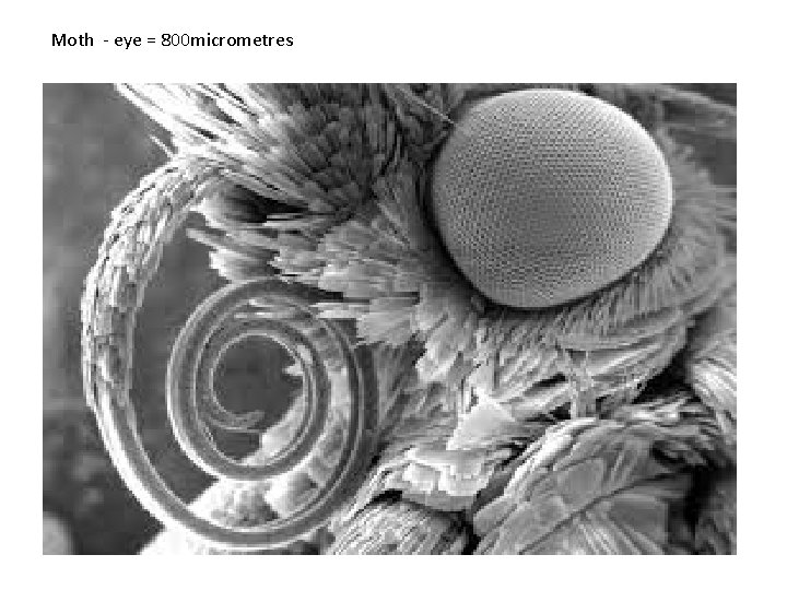 Moth - eye = 800 micrometres 