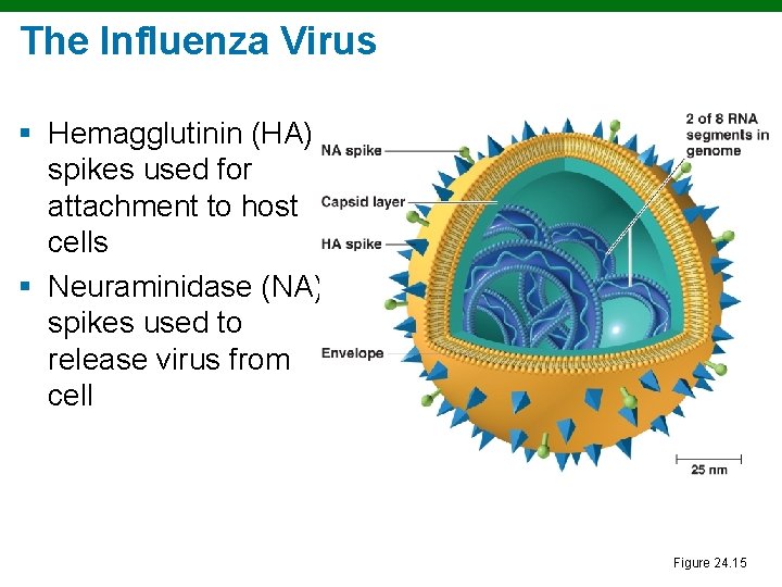 The Influenza Virus § Hemagglutinin (HA) spikes used for attachment to host cells §