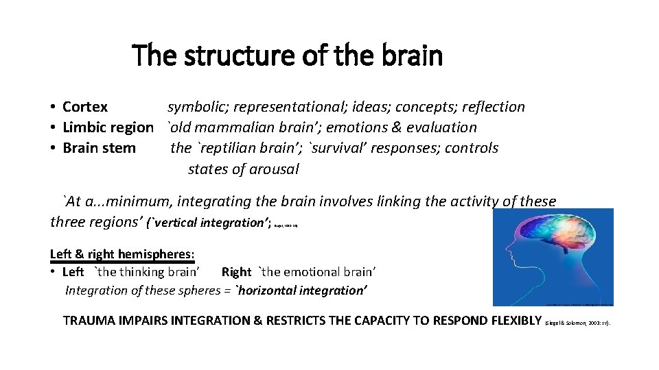 The structure of the brain • Cortex symbolic; representational; ideas; concepts; reflection • Limbic