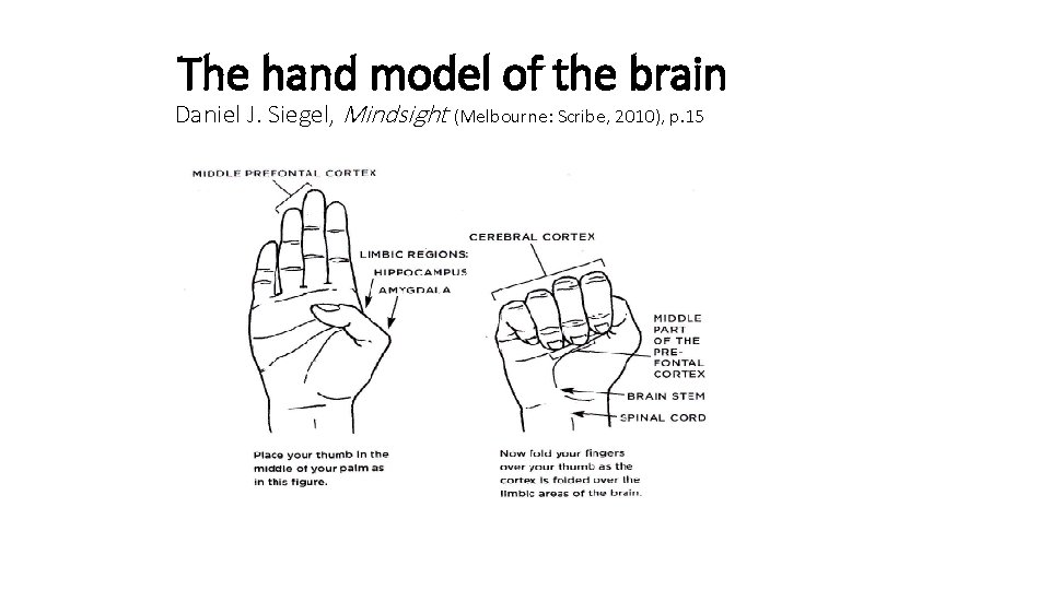 The hand model of the brain Daniel J. Siegel, Mindsight (Melbourne: Scribe, 2010), p.