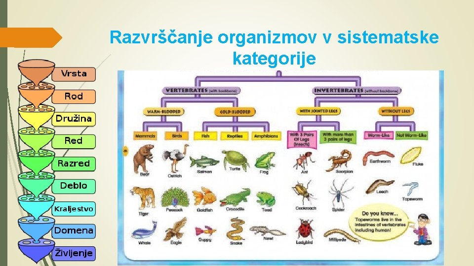 Razvrščanje organizmov v sistematske kategorije 