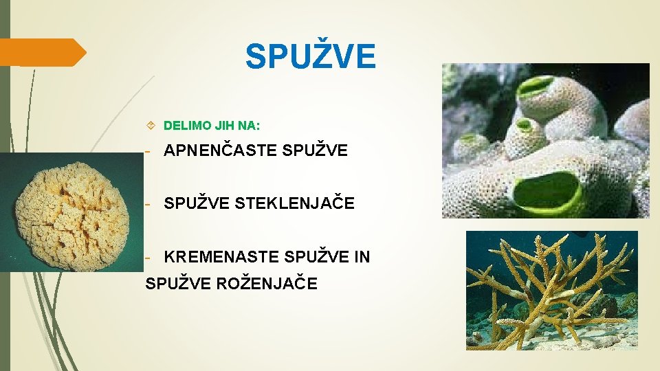 SPUŽVE DELIMO JIH NA: - APNENČASTE SPUŽVE - SPUŽVE STEKLENJAČE - KREMENASTE SPUŽVE IN