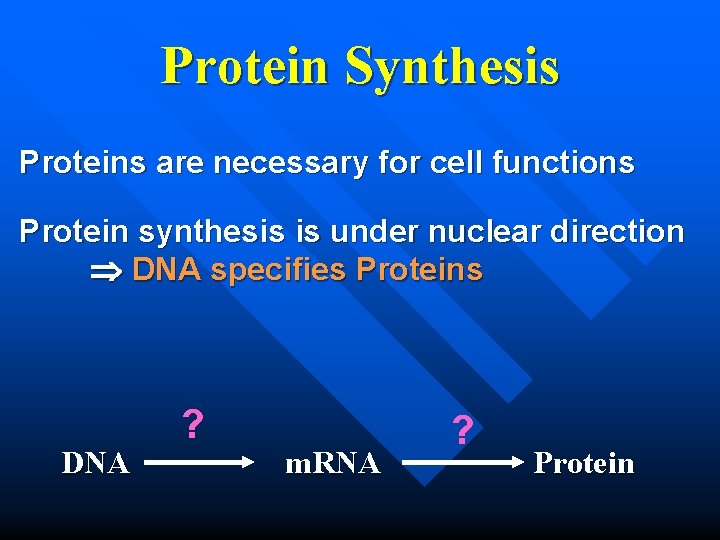 Protein Synthesis Proteins are necessary for cell functions Protein synthesis is under nuclear direction