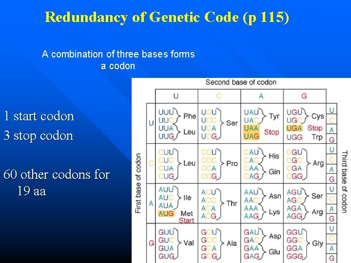Redundancy of Genetic Code (p 115) A combination of three bases forms a codon