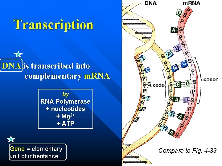 Transcription DNA is transcribed into complementary m. RNA by RNA Polymerase + nucleotides +