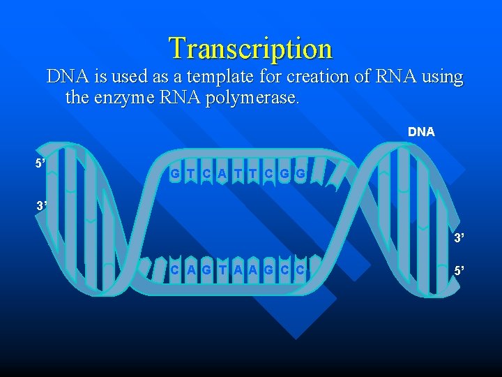 Transcription DNA is used as a template for creation of RNA using the enzyme