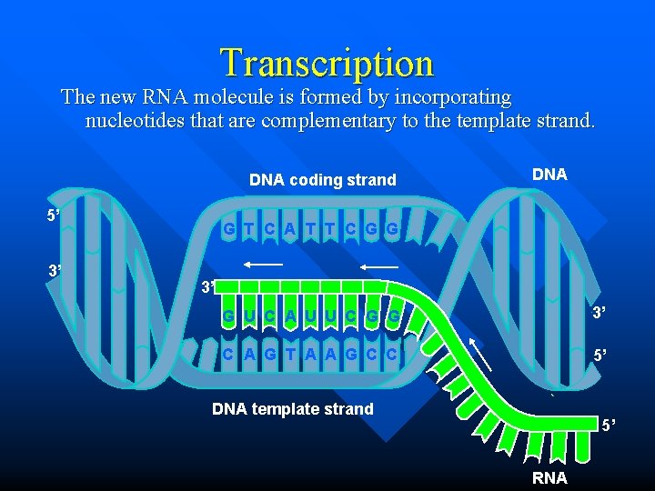 Transcription The new RNA molecule is formed by incorporating nucleotides that are complementary to