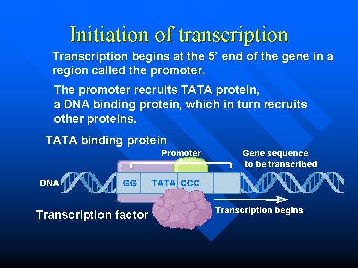 Initiation of transcription Transcription begins at the 5’ end of the gene in a