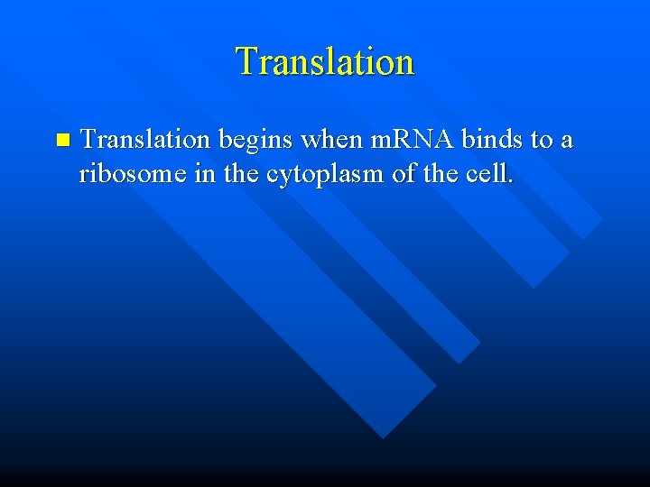 Translation n Translation begins when m. RNA binds to a ribosome in the cytoplasm