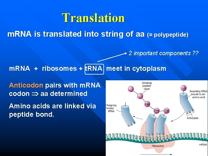Translation m. RNA is translated into string of aa (= polypeptide) 2 important components