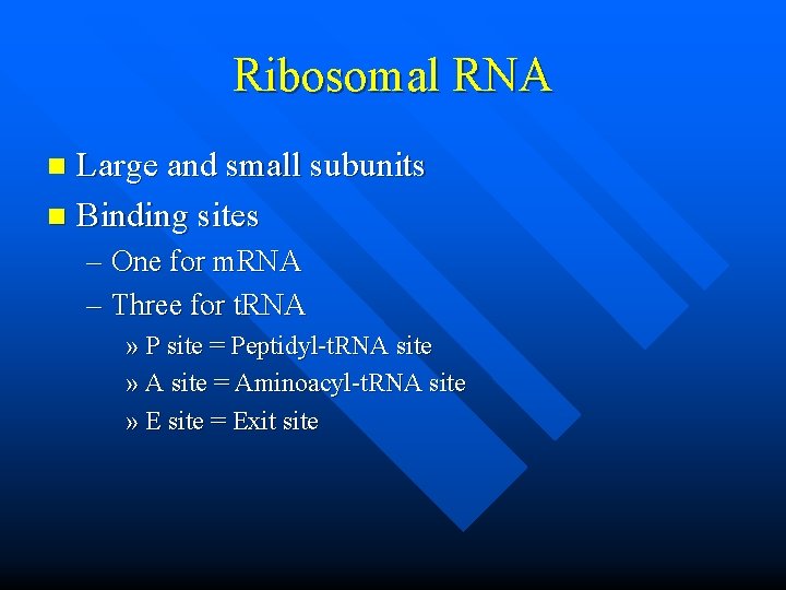Ribosomal RNA Large and small subunits n Binding sites n – One for m.