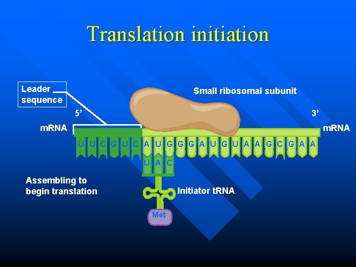 Translation initiation Leader sequence Small ribosomal subunit 5’ 3’ m. RNA U U C