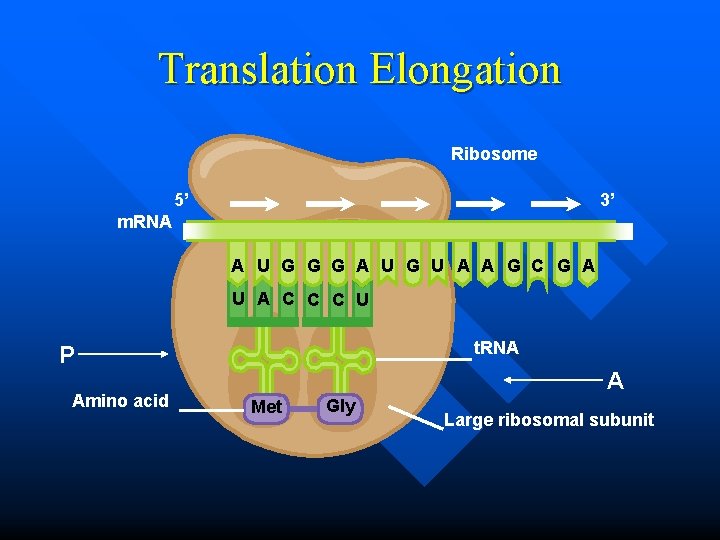 Translation Elongation Ribosome 5’ 3’ m. RNA A U G G G A U