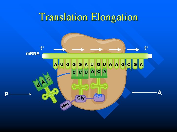 Translation Elongation 5’ 3’ m. RNA A U G G G A U G