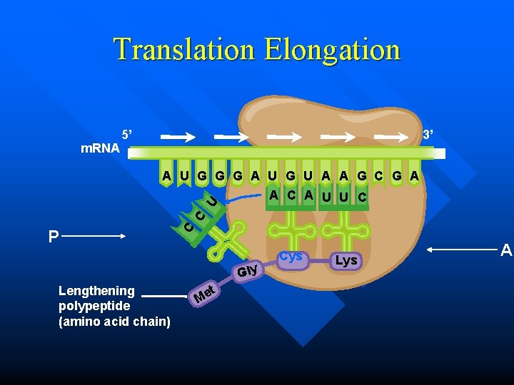 Translation Elongation m. RNA 5’ 3’ A U G G G A U G