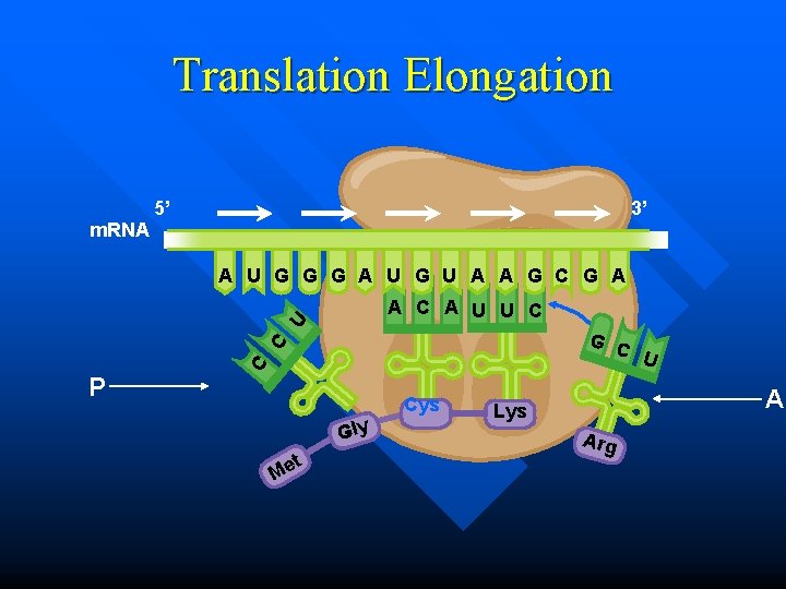 Translation Elongation 5’ 3’ m. RNA A U G G G A U G