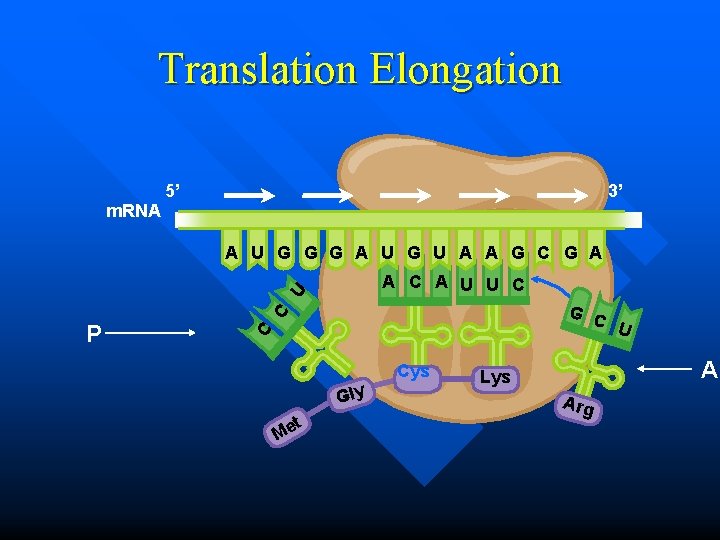 Translation Elongation 5’ 3’ m. RNA A U G G G A U G