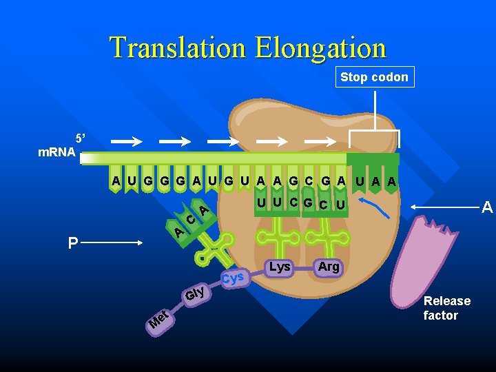 Translation Elongation Stop codon 5’ m. RNA A U G G G A U