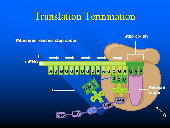 Translation Termination Stop codon Ribosome reaches stop codon 5’ m. RNA A U G