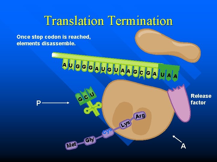 Translation Termination Once stop codon is reached, elements disassemble. A U GG GA UG