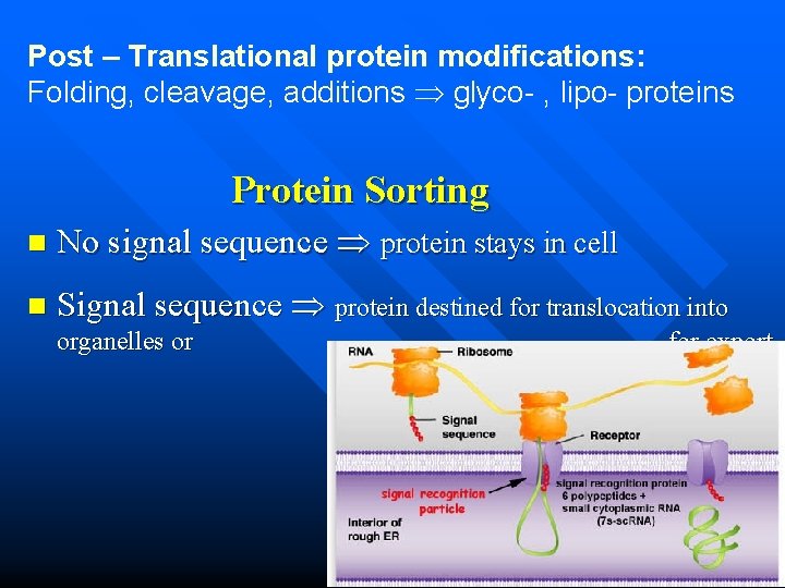 Post – Translational protein modifications: Folding, cleavage, additions glyco- , lipo- proteins Protein Sorting