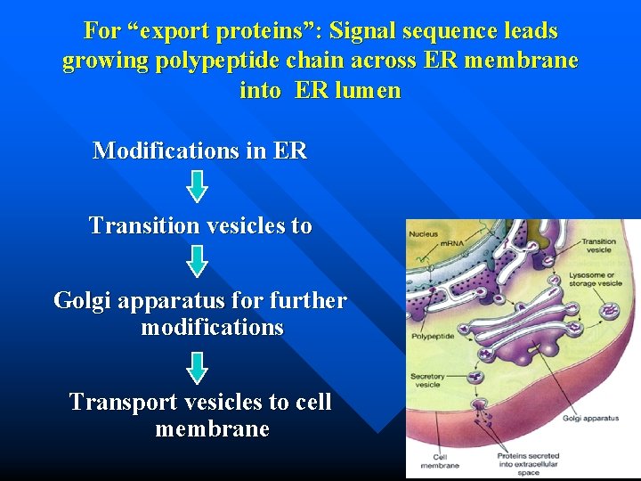 For “export proteins”: Signal sequence leads growing polypeptide chain across ER membrane into ER