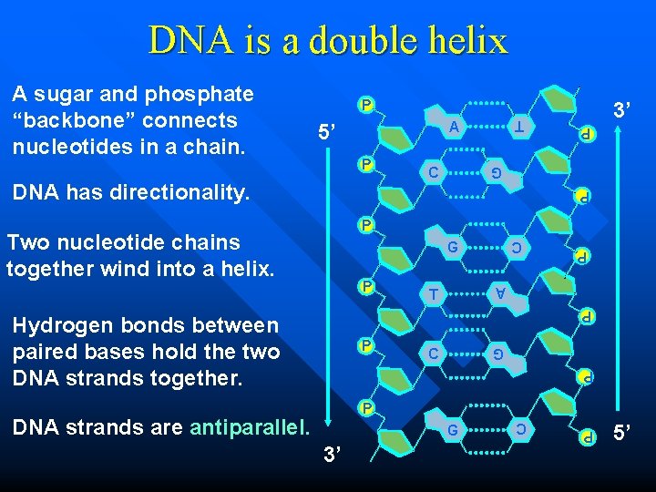 DNA is a double helix P T A 5’ DNA has directionality. C G