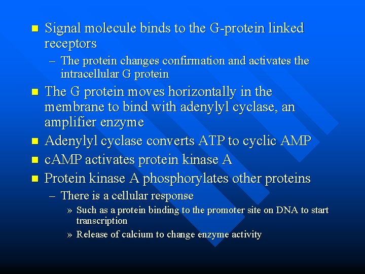 n Signal molecule binds to the G-protein linked receptors – The protein changes confirmation