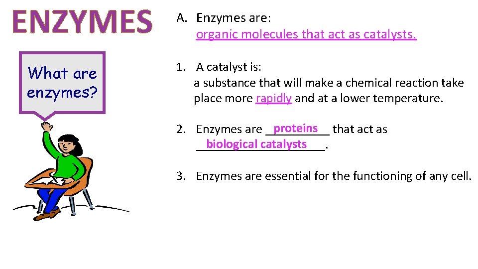 ENZYMES What are enzymes? A. Enzymes are: organic molecules that act as catalysts. 1.