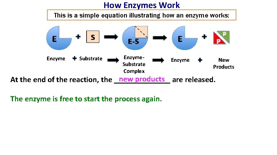 How Enzymes Work This is a simple equation illustrating how an enzyme works: Enzyme