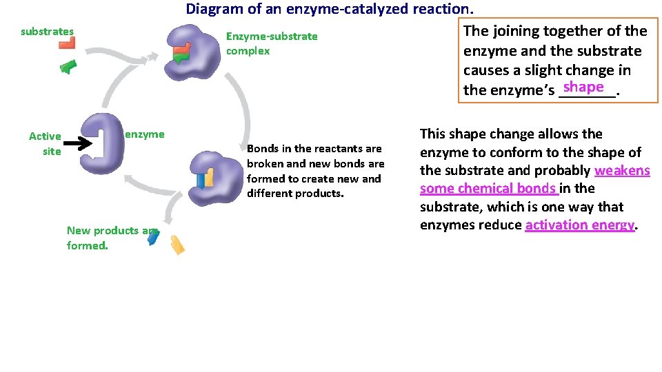 Diagram of an enzyme-catalyzed reaction. The joining together of the Enzyme-substrate complex enzyme and