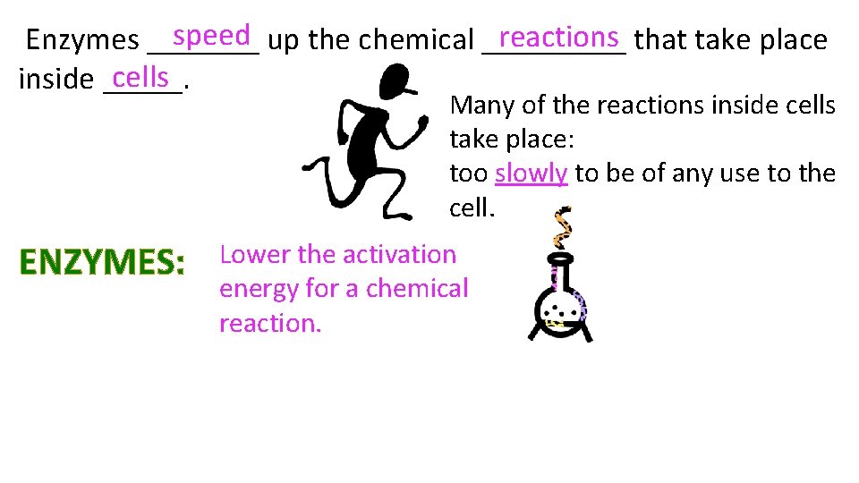 speed up the chemical _____ reactions that take place Enzymes _______ cells inside _____.