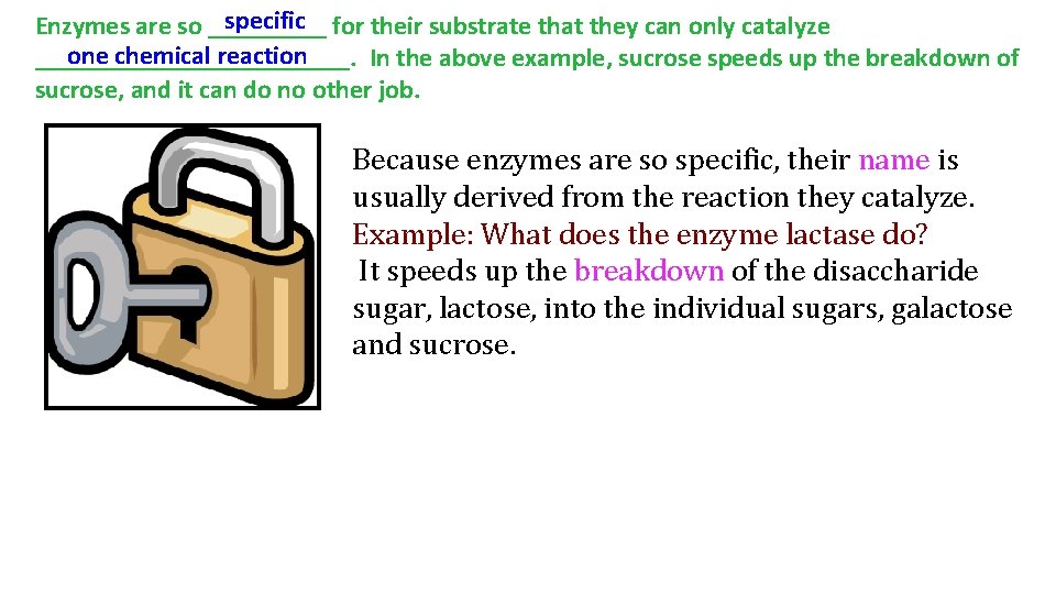 specific for their substrate that they can only catalyze Enzymes are so _____ one