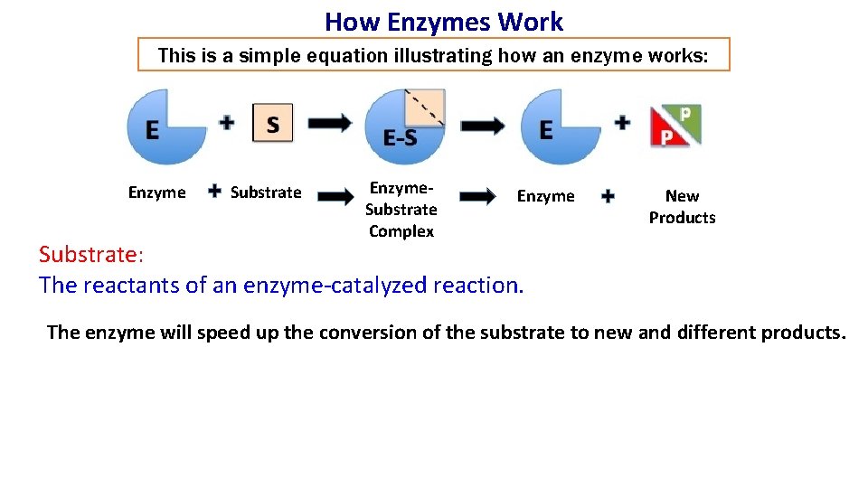 How Enzymes Work This is a simple equation illustrating how an enzyme works: Enzyme