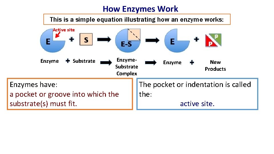 How Enzymes Work This is a simple equation illustrating how an enzyme works: Active