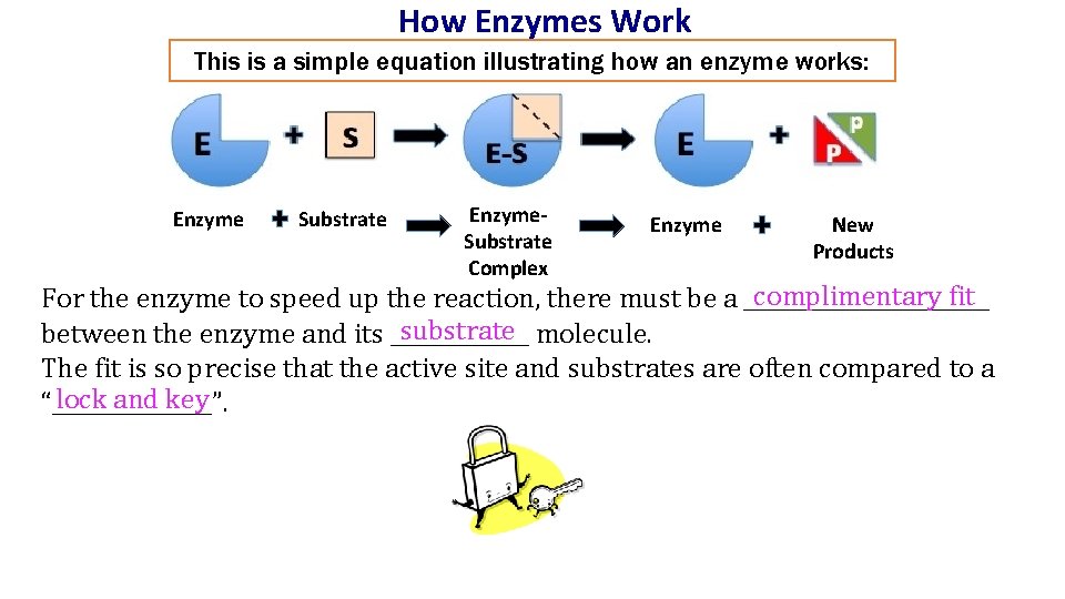 How Enzymes Work This is a simple equation illustrating how an enzyme works: Enzyme