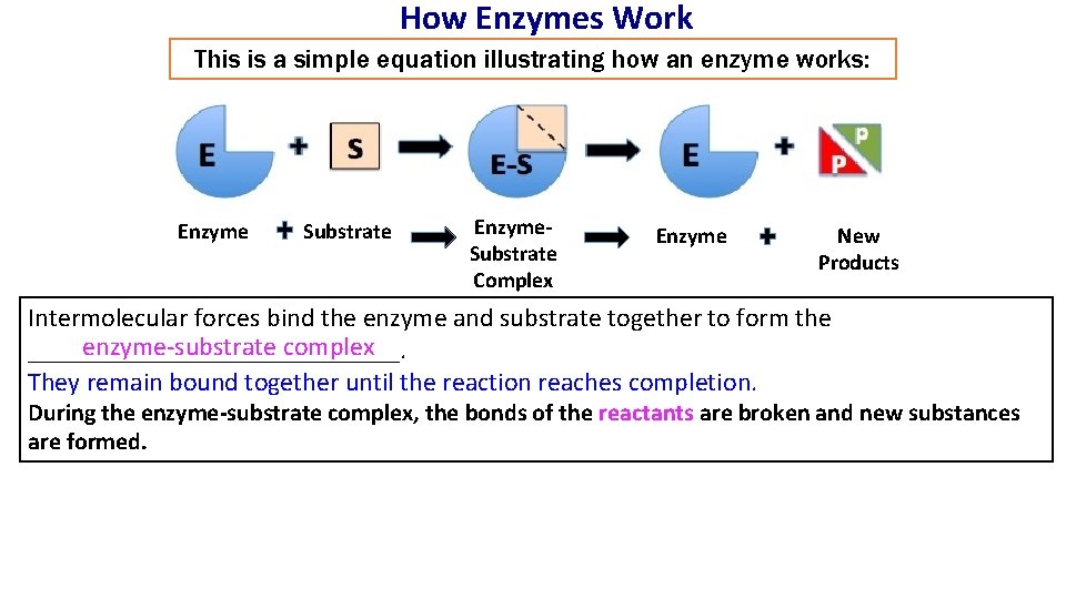 How Enzymes Work This is a simple equation illustrating how an enzyme works: Enzyme