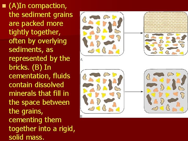 n (A)In compaction, the sediment grains are packed more tightly together, often by overlying n (A)In compaction, the sediment grains are packed more tightly together, often by overlying