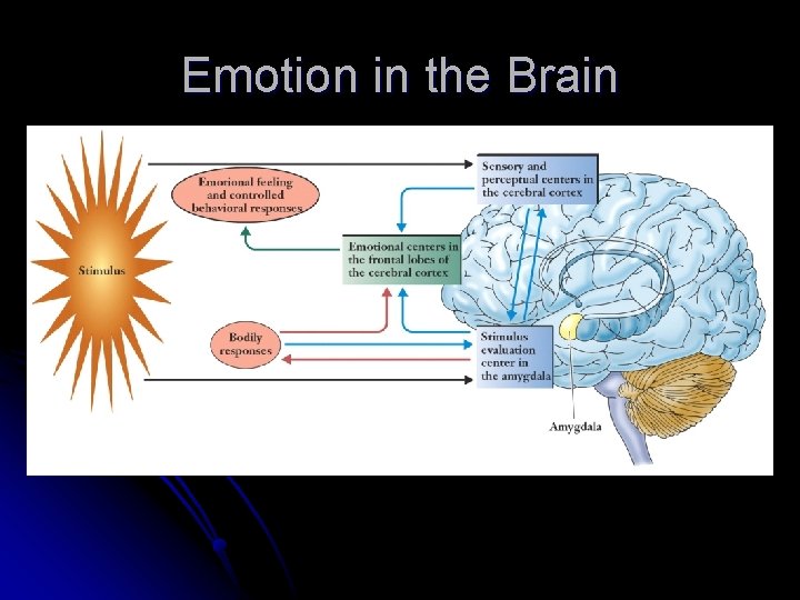 Emotion in the Brain 