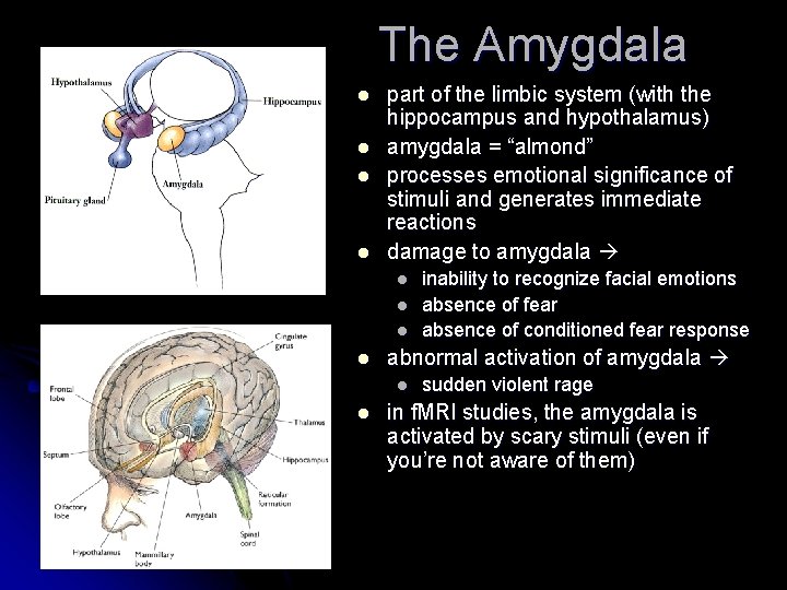 The Amygdala l l part of the limbic system (with the hippocampus and hypothalamus)