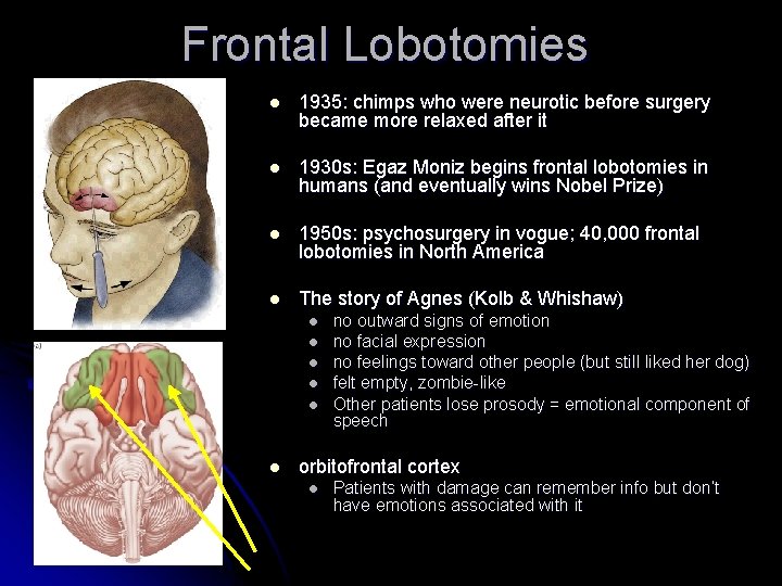 Frontal Lobotomies l 1935: chimps who were neurotic before surgery became more relaxed after