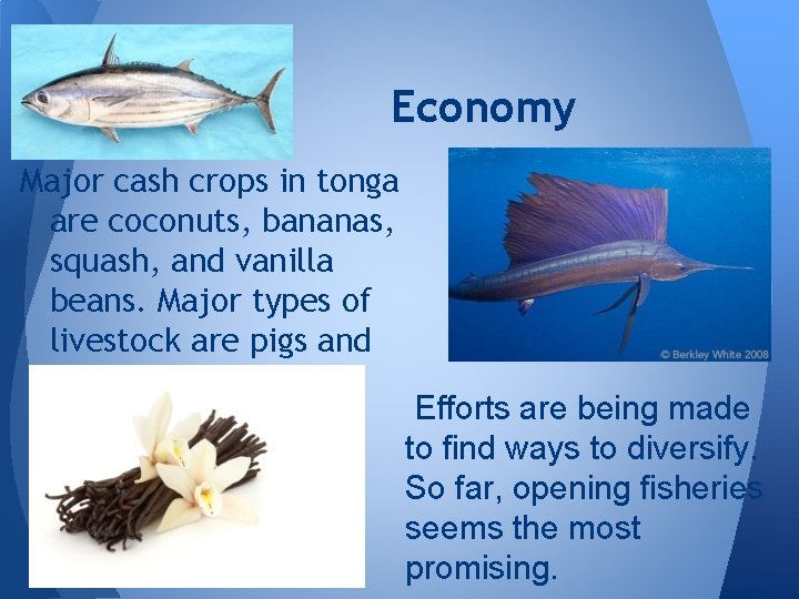Economy Major cash crops in tonga are coconuts, bananas, squash, and vanilla beans. Major