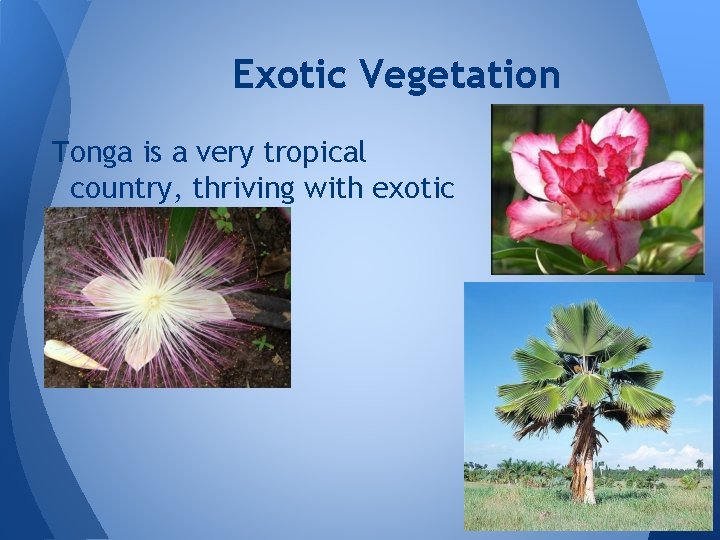 Exotic Vegetation Tonga is a very tropical country, thriving with exotic flora. 